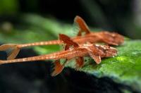 Сом Лорикария красная (Rineloricaria species) XL