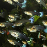 Гуппи самки в ассорт. (Poecilia reticulata var.) M (3-3,5 см)