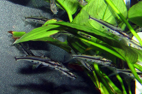 Сомик багрус стеклянный узорчатый (Hyalobagrus ornatus) M