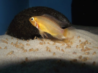 Апистограмма Макмастера золотая (Apistogramma macmasteri var Gold) M (3,5-4 см)