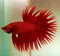 Петушок коронохвостый (Betta splendens) самец ML