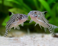 Сомик Коридорас трехлинейный (Corydoras trilineatus) 