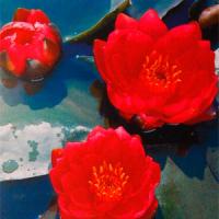 James-Brydon James-Brydon