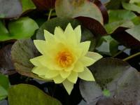 Водяная лилия (Нимфея)-Nymphaea Yellow Monster желтый цветок