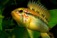 Апистограмма Макмастера (Apistogramma macmasteri) M (3,5-4 см)