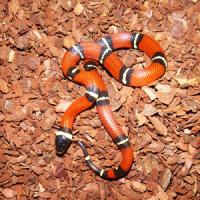 LampropeltistriangulumsinaloaeS LampropeltistriangulumsinaloaeS