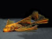 Сом Анциструс вуалевый пестрый (Ancistrus hoplogenys) 