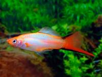 Меченосец розовый двухлинейный (Xiphophorus helleri) M 