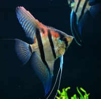 Скалярия Манакапуру (Pterophyllum scalare) 