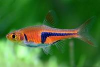 Расбора эспеи (Trigonostigma espei) S