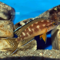 Неолампрологус бушери Камаконде (Neolamprologus buescheri "Kamakonde")