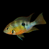 Цихлазома Эллиота (Thorichthys ellioti) S (2,7-3,5 см)