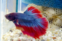 Петушок супердельта самец (Betta splendens) L