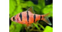 Барбус пятиполосый (Systomus pentazona) L (2,5-3 см)
