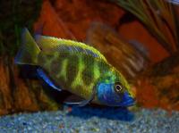 Хаплохромис Леопард Золотой (Nimbochromis venustus) SM (4,5-5,5)