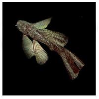 Сом Анциструс вуалевый (Ancistrus dolichopterus) S (2-2,5 см)