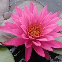 Nymphaea-Perris's-Magnificent