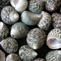 SE000005706 SE000005706