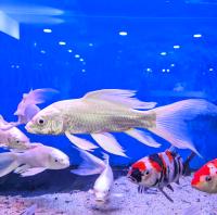 Карп кои вуалевый белая платина (Cyprinus carpio) МL (14-18 см)