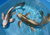 Карп кои вуалевый в ассортименте (Cyprinus carpio) ХL (от 35 см)