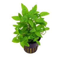 full_staurogyne-repens