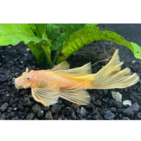 Сом Анциструс вуалевый золотой (Ancistrus cirrhosus) XXL