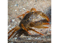 Краб пантера (Parathelphusa Pantherina)