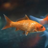 2N6B6397-1 2N6B6397-1