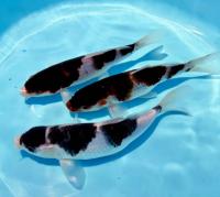 Карп кои широ (Cyprinus carpio Shiro) ML