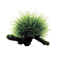 35bc7705f91111e6a6660cc47a1387e7jpg