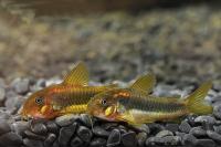 Сомик Коридорас золотополосый CW010 (Corydoras sp.) 