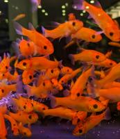 Линь золотой (Tinca aurea) SM 