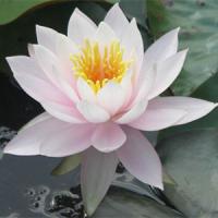 Nymphaea-William-B.-Shaw