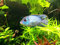 Наннакара аномала неоновая (Nannacara anomala) S