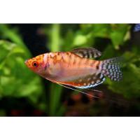 Гурами золотой (Trichopodus trichopterus) S (2,5-3 см)