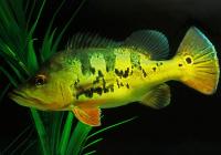 Цихла монокулус, павлиний окунь (Cichla monoculus)