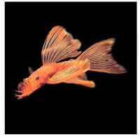 Сом Анциструс вуалевый красный (Ancistrus sp. Super Red) ML (4-4,5 см)