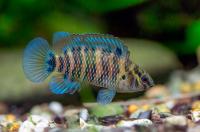 Бадис бадис (Dario dario)