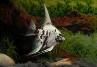 Скалярия березка (Pterophyllum scalare) М