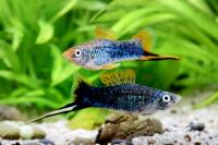 Меченосец черный (Xiphophorus helleri) M (3,5-4,5 см)