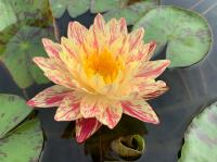 Водяная лилия (Нимфея)-Nymphaea Siam Fantasy желтый цветок с розовым крапом