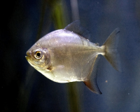 Метиннис "Серебряный доллар" (Metynnis hypsauchen) M (4,5-5,5 см)