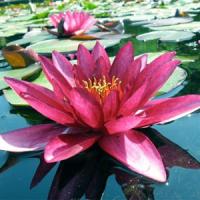 Marliacea-rubra-punctata