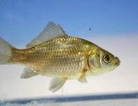 Карась серебряный (Carassius auratus gibelio) М