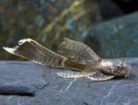 Сом Анциструс вуалевый (Ancistrus hoplogenys) XL