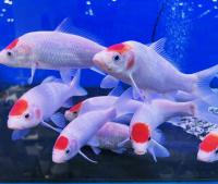 Карп кои танчо (Cyprinus carpio Tancho) ML