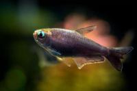 Тетра королевская чепрачная (Nematobrycon palmeri) S