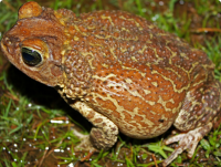 peltophryne_peltocephala peltophryne_peltocephala