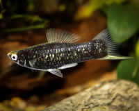 Меченосец вилочный черный (Xiphophorus helleri) M