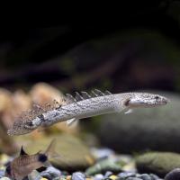Полиптерус дельгези (Polypterus delhezi) M (10-12 см)